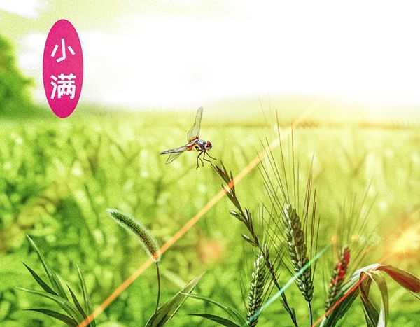 小满 - 民俗节日
